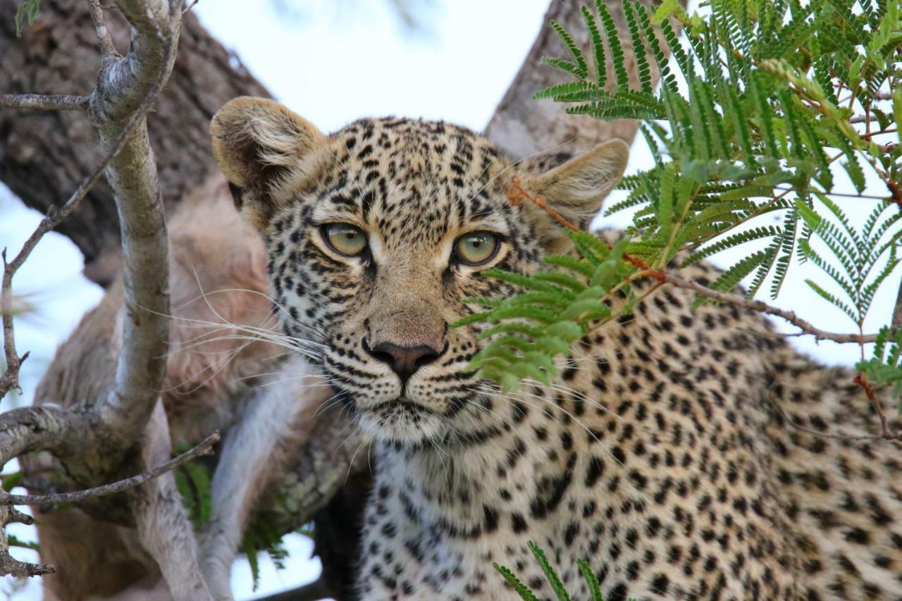 Parsons Hilltop Safari Camp Rizab Memburu Balule Luaran gambar